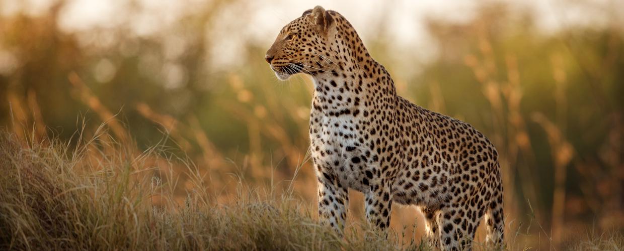 Land Rail Safaris 1
