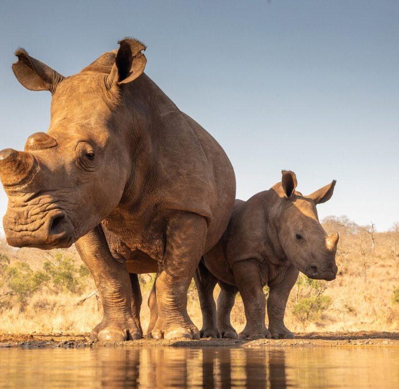 Pumbaa Africa Expeditions 5