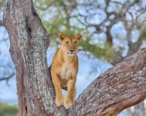 Saadani Safari Lodge 2