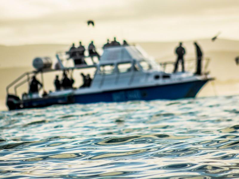 White Shark Diving Company 2
