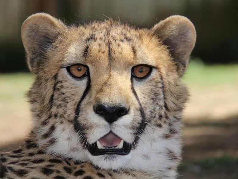 Cango Wildlife Ranch