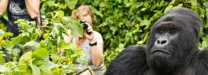 Rwanda Safaris and Tours