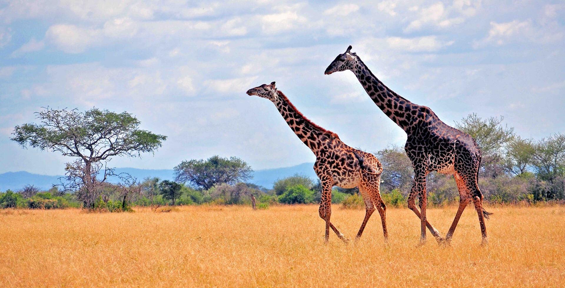 White Plains Safaris 1