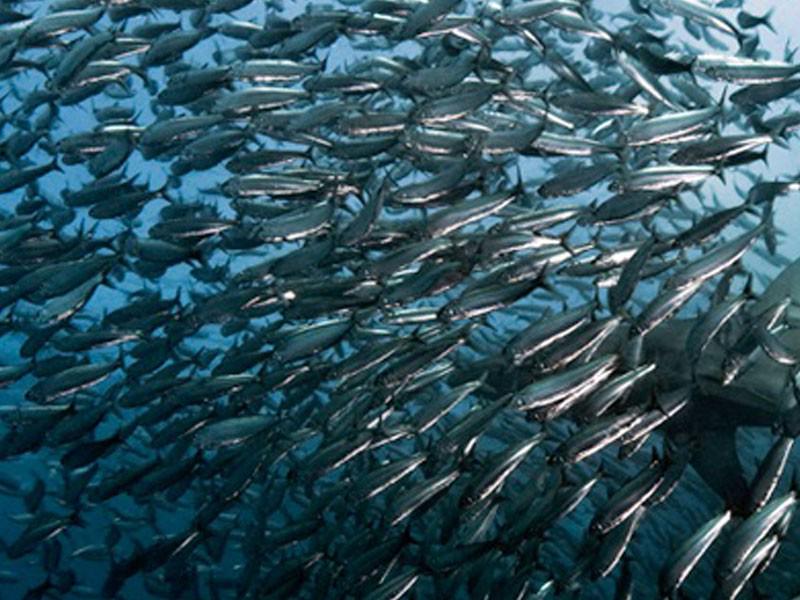 Dive The Big 5 3