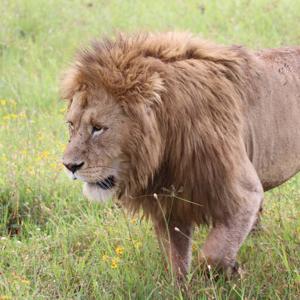 Northern Tanzania Safari Tours