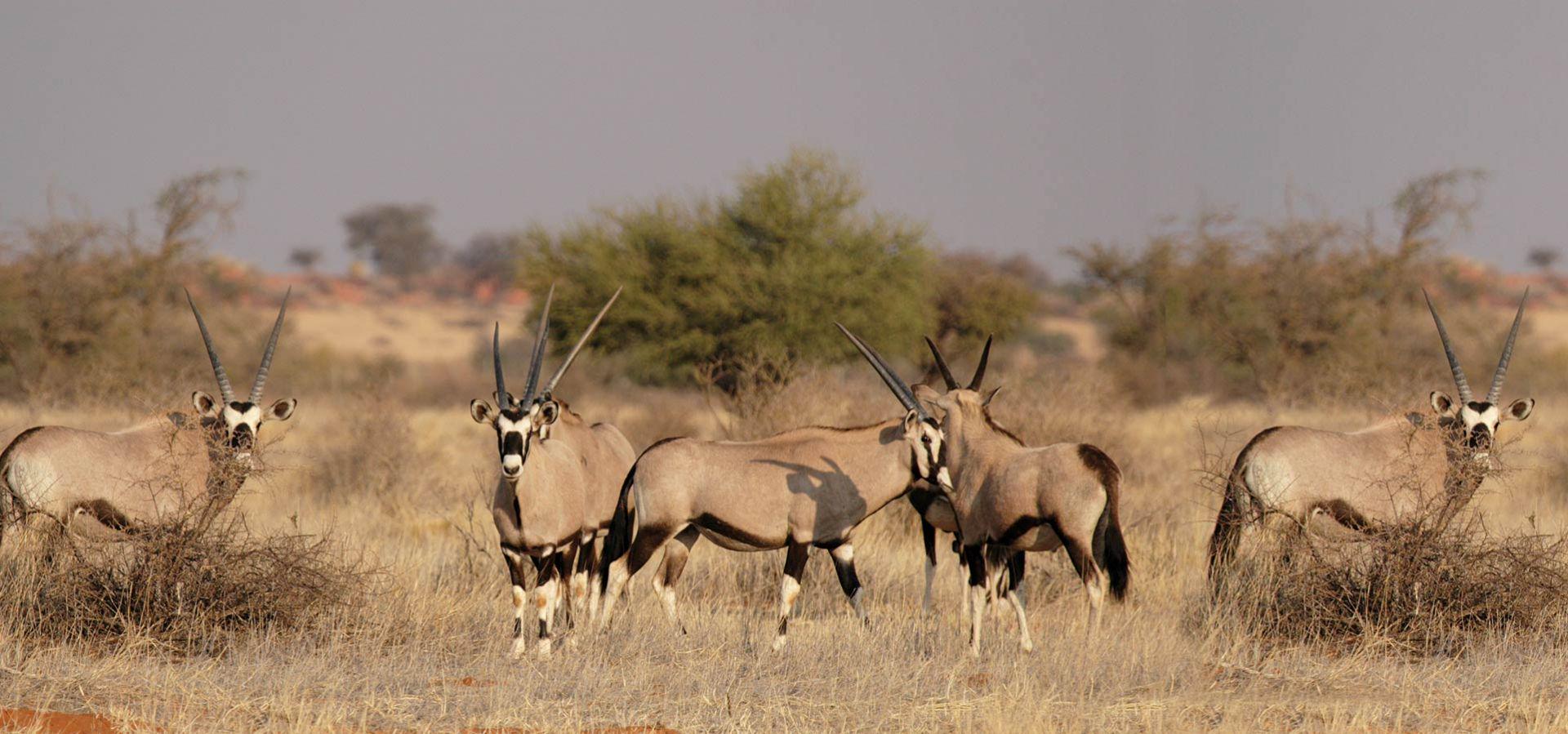 Jagd- und Gästefarm Okatumba Namibia