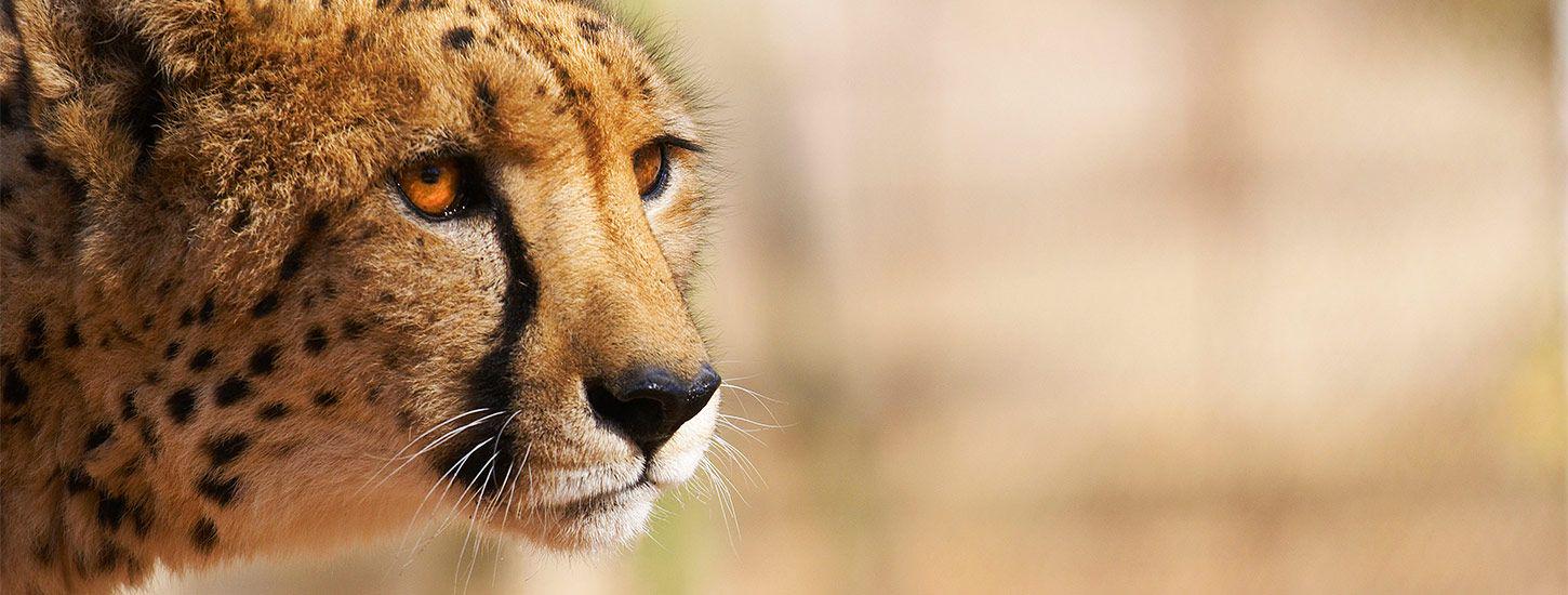 Hoedspruit Endangered Species Centre