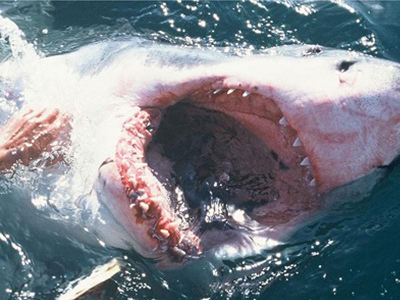 Dive The Big 5 5