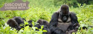 Rwanda Safari Tours & Gorilla Trekking