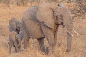 Serengeti Safari