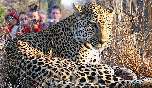 Thornybush Luxury Game Lodge Collection