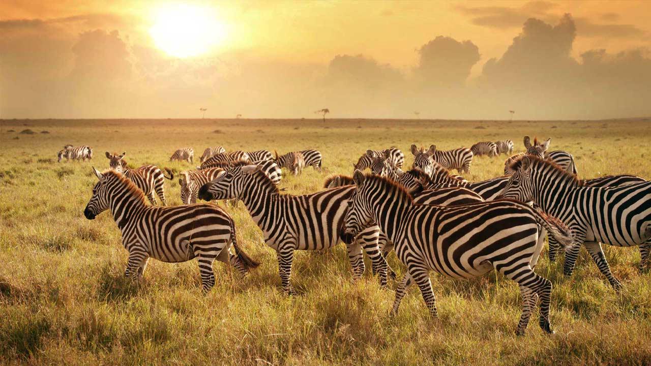 7 Days North Serengeti Migration, Tarangire, Serengeti, and Ngorongoro Crater