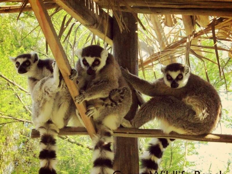 Cango Wildlife Ranch 3
